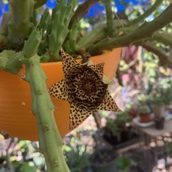 Stapelia Big Plant 