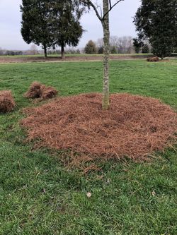 Long Leaf Pine Needles 