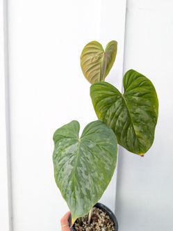 Philodendron Sodiroi Plant 4" Pot - Indoor House Plants