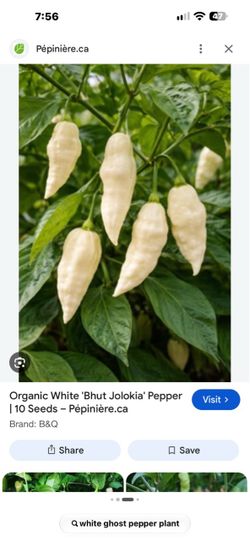 White ghost pepper plant bhut jolokia
