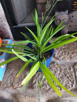 Plant