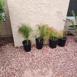 5 Gallon Firestick Cactus