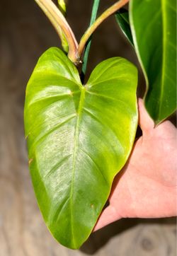 6” Green Emerald Philodendron