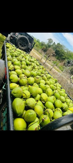 Cocos Frescos de México🥥🇲🇽 Fresh coconuts from Mexico 🥥🇲🇽