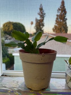 Cactus de navidad