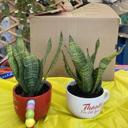 Snack Plant $12 Each 