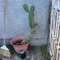 Cactus / Succulent 