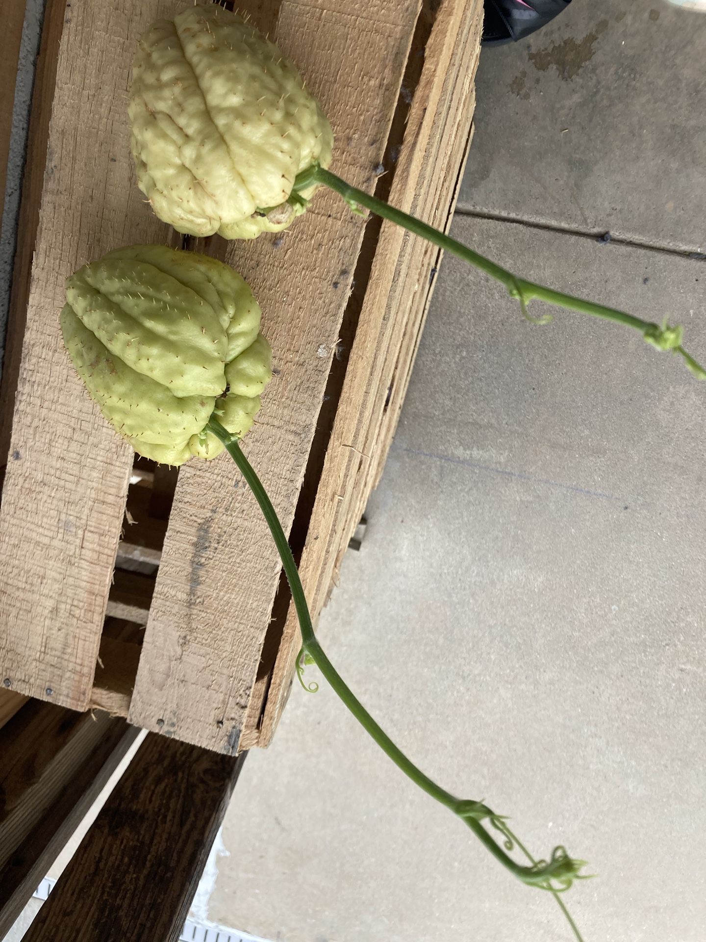 Planta De Challote