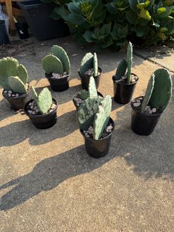 Cacti