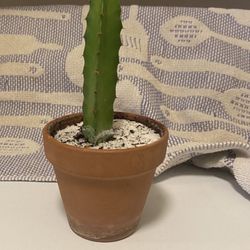 Healthy 4” Cactus In Red Clay Pot With Saucer 
