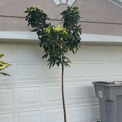 Longan Tree (Kohala)