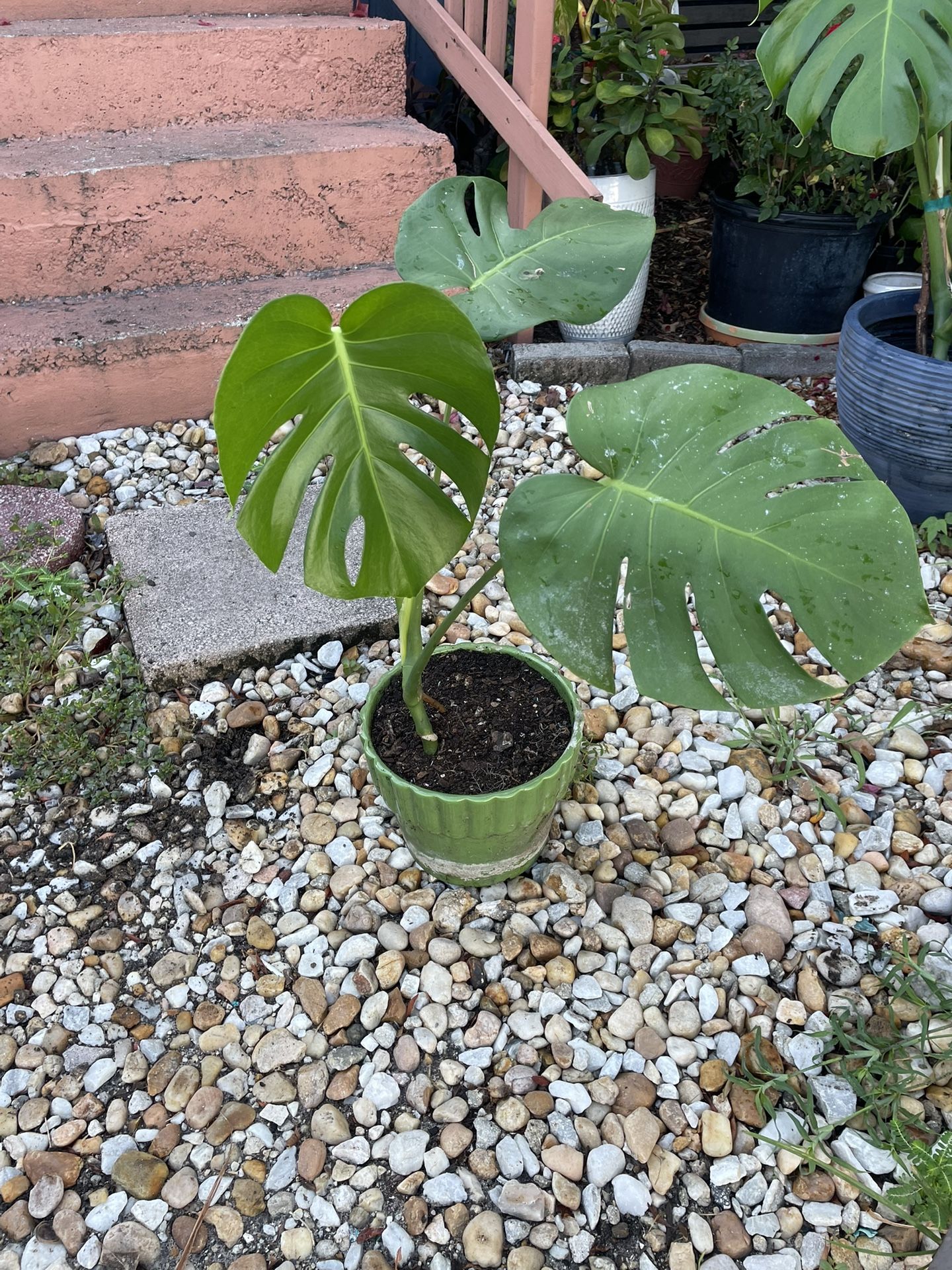 Monstera Plant