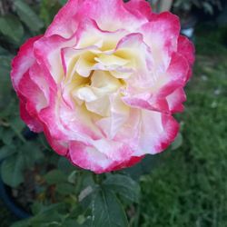 Rose Bush Plant, In 5 Gallóns Pot Pick Up Only