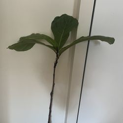 Fiddle Leaf Tree