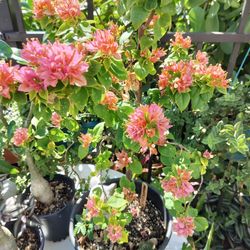 Pigsi Plant. Bogbilla