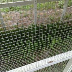 Chicken Coop