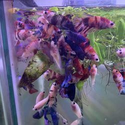 Fish Tank/Aquarium Betta Decoration.