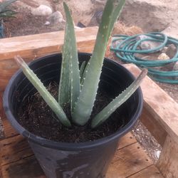 Aloe Vera Sabila