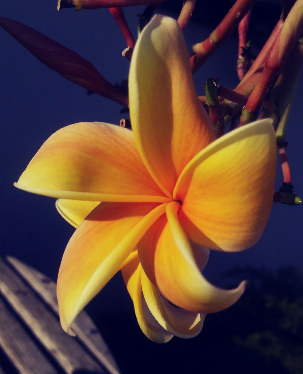PLUMERIA ROOTED CUTTING RARE DEEP ORANGE & YELLOW SOLID COLORS in POTS w/ BLOOMS 💐.