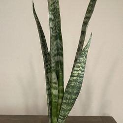 Snake Plant