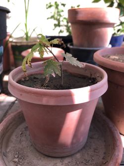 Japanese Maple Tree