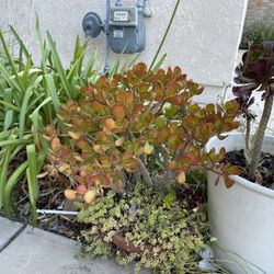 Plants - $10.00