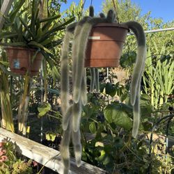 Monkey Tail Succulent 