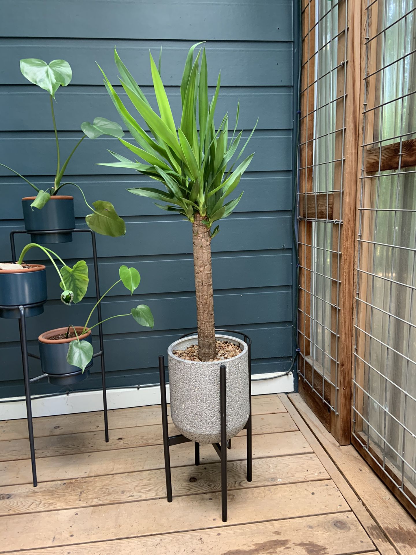 Potted yucca with stand