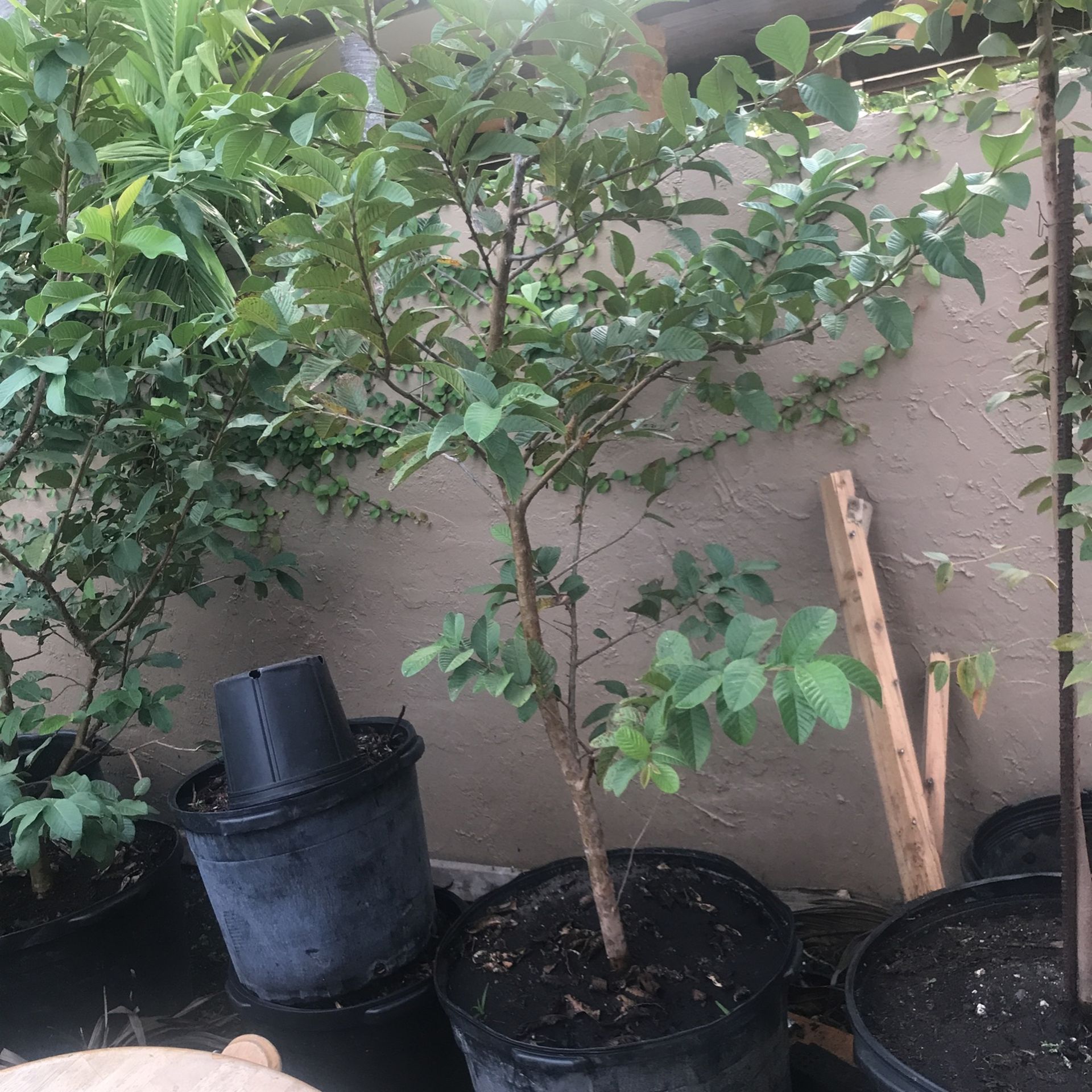 Guayabas Tree With Frut 25 Gallon