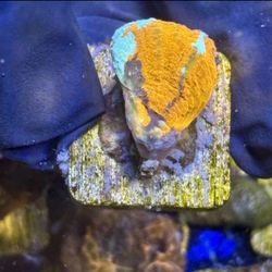 Aquaculture Warpaint Scoly Display Decor