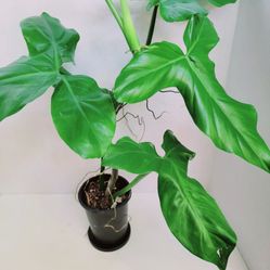 RARE Aroid Philodendron Sanctamartinense Plant/ House Plant/ Indoor Plant  Flower Patio Garden 