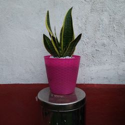 Sanseveria Laurenti Plant 