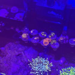 fake plastic zoas