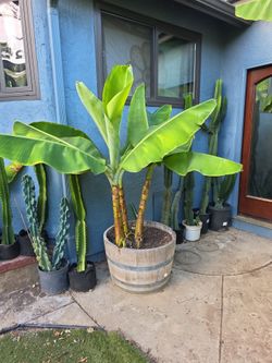 Burro Dwarf Banana Plant 2 ft. Plus