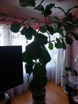7 Feet Real Plant