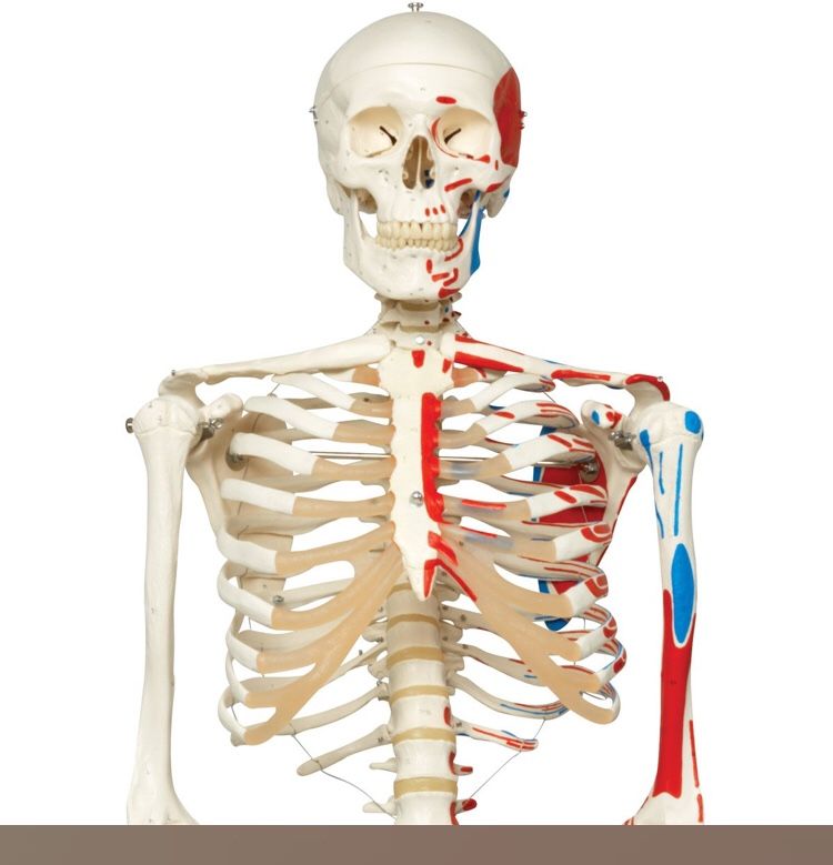 Skeleton Medical Full-size (stand Included)