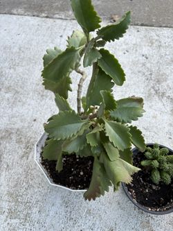 Suculentas $10 Cada Una 