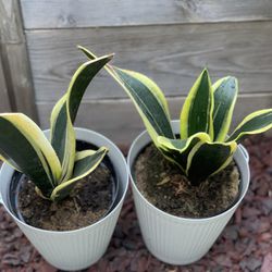 Snake Plant Sansevieria Golden Yellow and Green House Plant in Decorative White Pot