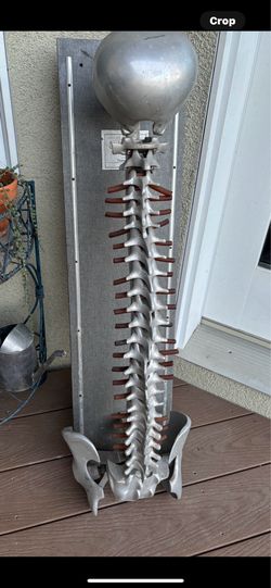 Vintage fleets spinal demonstrator #9