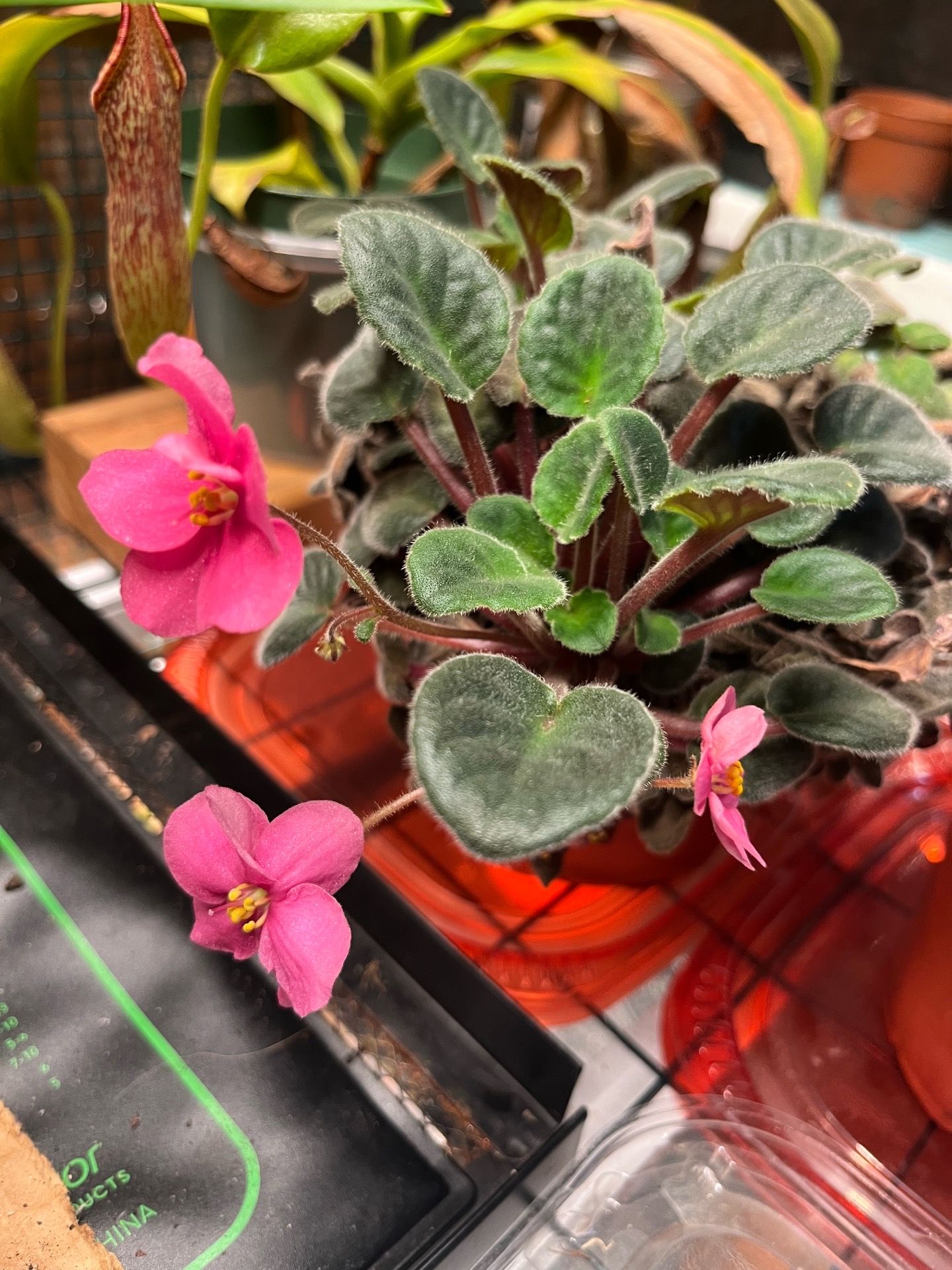 Houseplants, orchids, and carnivorous plants