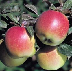 Grafted Apple, Cherry, Peach, Avocado, Pear, Nectarine, Plum, Mandarin Trees
