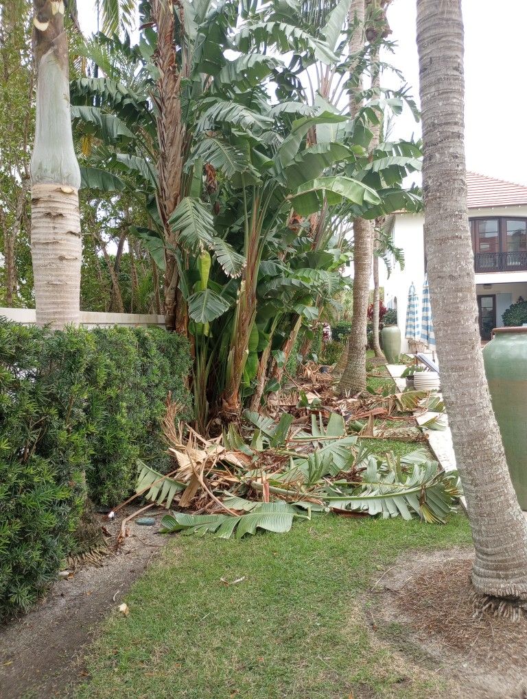tree experts