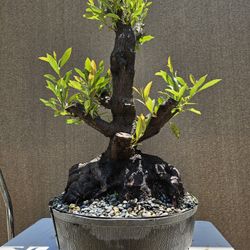 Old Japanese Blueberry Bonsai Tree  