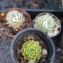 Succulents $3 - $6  