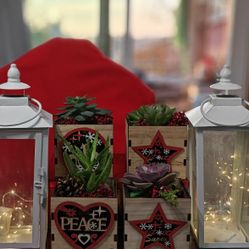 Xmas Wooden Pots With Real Plants/Succulents 