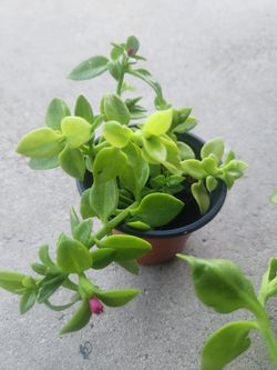 sun roses plant 