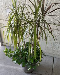 Planta natural $$30