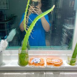 Yellow Dragon Fruit cuttings