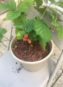Home and garden