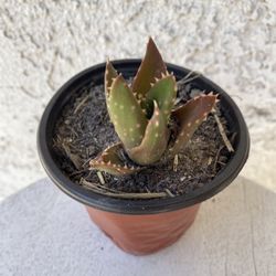4 Inch Pot Succulent Plant- Aloe Perfoliata - Mitra Aloe - Live Succulent - Rooted & Established - Drought Resistant 🪴 